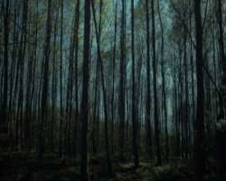 There is also a place in the gallery that makes you feel you are roaming in a forest with a thick bed of dying leaves on the floor with a sweet smell.